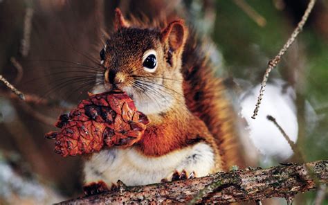 Fond Décran Aliments La Nature écureuil Branche Faune
