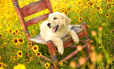 Dogs Who Couldn't Be More Delighted That Spring Is Here