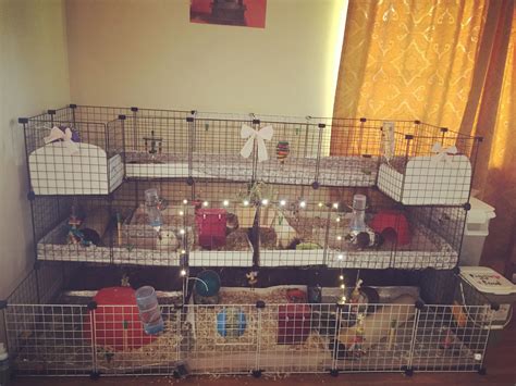 √ Cheap Guinea Pig Cages Jrf