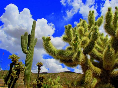 ≫ Saguaro Wallpaper Comprar Precio Y Opinión 2023