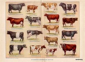 1912 Chart Of Standard Breeds Of Cattle Bevy Of Bovine
