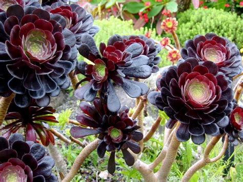 When it flowers you can expect it to produce pink flowers this trailing succulent forms miniature golden rosettes, with leaves shaped like footballs. Wellington Botanic Garden! These succulents were amazing ...