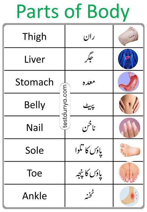 Parts Of Body Name With Urdu Meanings Parts Of Body Vocabulary With