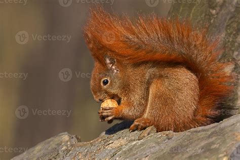 Red Squirrel Sciurus Vulgaris Eating Walnuts 840106 Stock Photo At