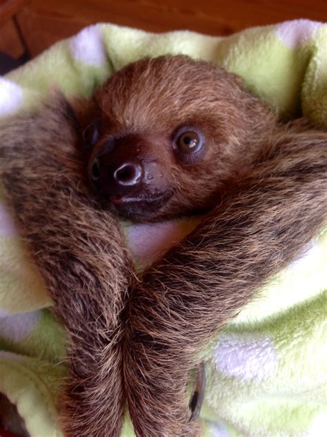 That Sloth Blog Cute Baby Sloths Cute Sloth Pictures Cute Baby Animals