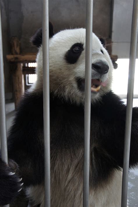 Love Panda Vacation Chengdu Panda Base 8