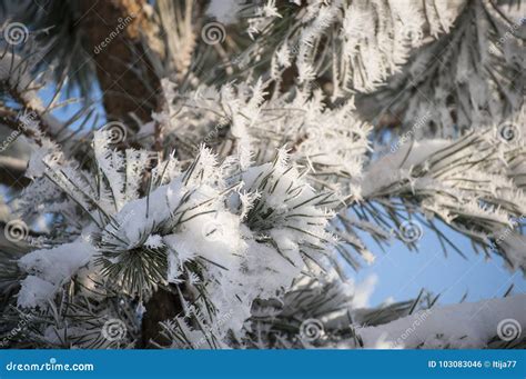 Frozen Pine Needles With Winter Rime And Frost Crystals In Sunlight