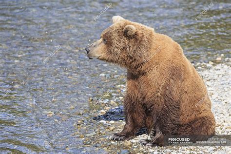 Side View Of Brown Bear Sitting In Water At Brooks Falls Katmai