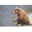 Side View Of Brown Bear Sitting In Water At Brooks Falls Katmai 