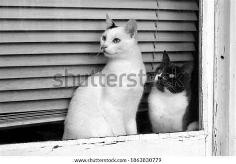 Two Cats Looking Out Through Window Stock Photo 1863830779 Shutterstock