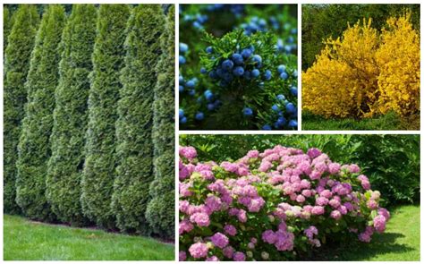 15 Fast Growing Privacy Shrubs And Bushes Garden Lovers Club