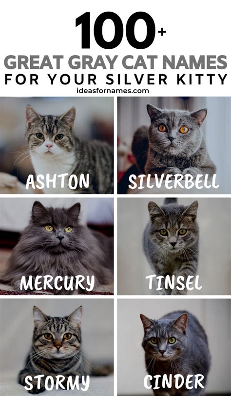 Pin By Birge Vestervik On A Mam Grey Cat Names Grey Kitten Names