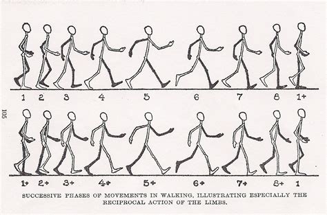 http://juliecallahan.me/walkcycle.jpg | motion & draw references