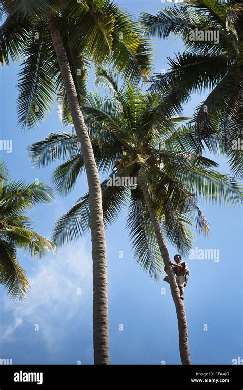 Man Climbing Tropical Palm Trees Stock Photo Alamy