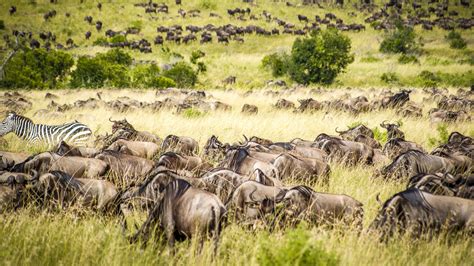 2 Day Maasai Mara Game Reserve Safari In Kenya African Safari Tours