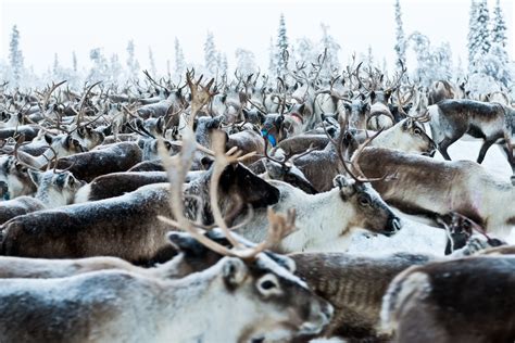 Off The Grid Preserving The Tradition Of Reindeer Herding In