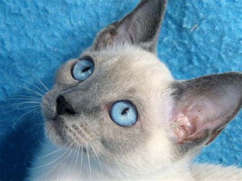 Siamese Blue Point Cat Breeds Pretty Cats Siamese Cats
