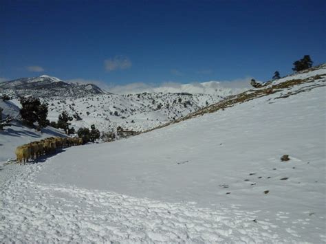 Free Photo Snow Landscape Landscape Mountains Sheep