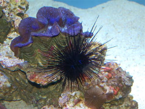 The Online Zoo Long Spined Sea Urchin