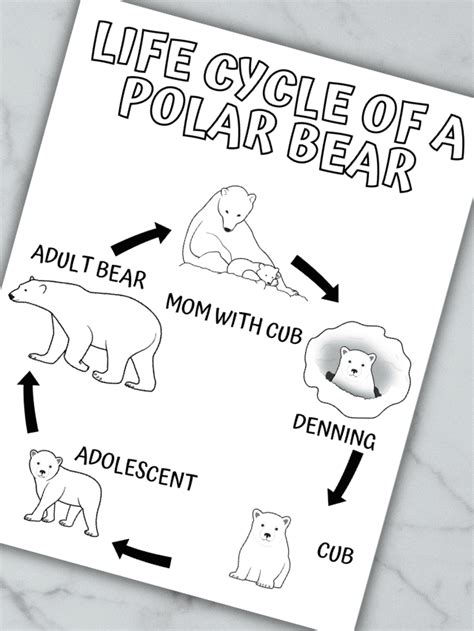 Life Cycle Of A Polar Bear Story Homeschool Of 1