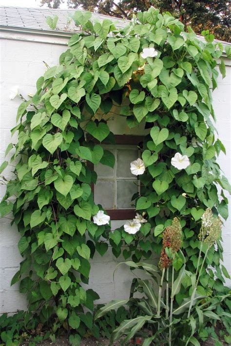 These Gorgeous Flowering Vines Add Vertical Color To Your Yard And