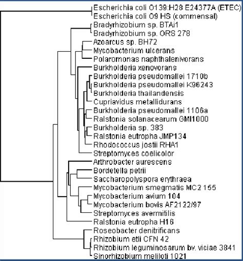 Phylogenetic Tree Of Prokaryotes Download Scientific Diagram