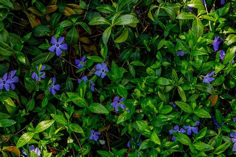 The 12 Best Ground Cover Plants For Slopes Essential