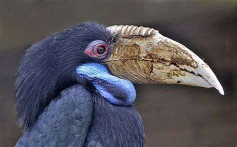 The Wreathed Hornbill Rhyticeros Undulatus Also Known As The Bar