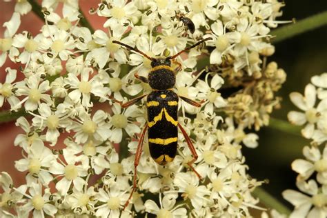 Clytus Arietis Wasp Beetle Guernsey Colin Best Nature Flickr