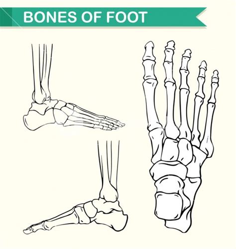 Diagram Of Bones Of The Foot
