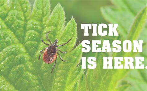 Tick Season How To Protect Yourself From Ticks This Spring And Summer