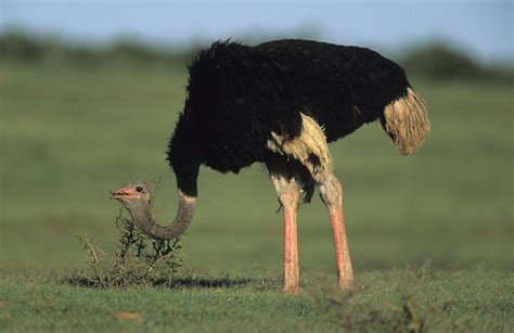 What Mating Behaviour Do Ostriches Have