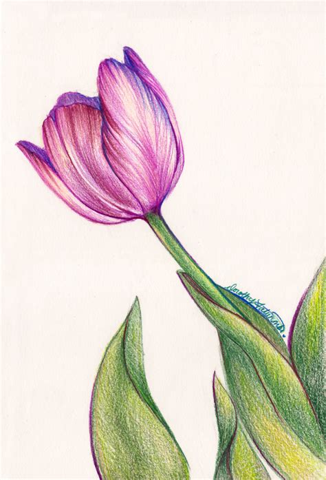 Purple Tulip In Colored Pencil Art Print By Dorothyfatunmbi X Small
