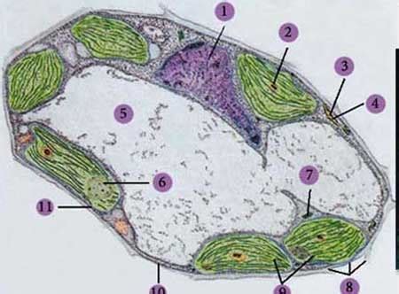 A few years back, my son had to make a 3d plant cell for science class. Vacuole Picture Real - Aflam-Neeeak