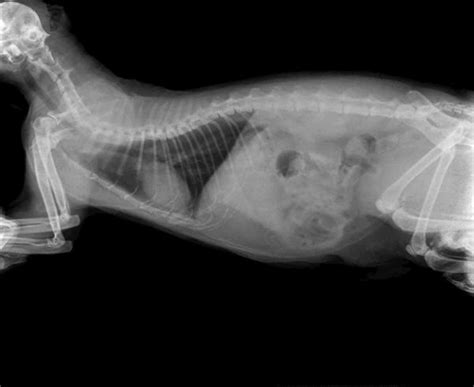 Intestinal Obstruction In Cats Symptoms And Treatment