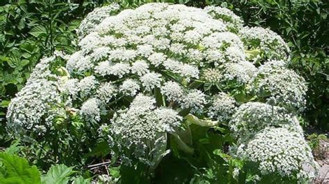 5 Things To Know About Giant Hogweed Cbc News