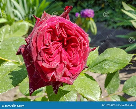 Deep Red Rose Single Flower Closeup Spring Romantic Plant Stock Image