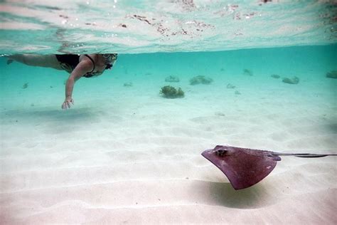 Gibbs Cay Stingray And Snorkel Safari Grand Turk Viator