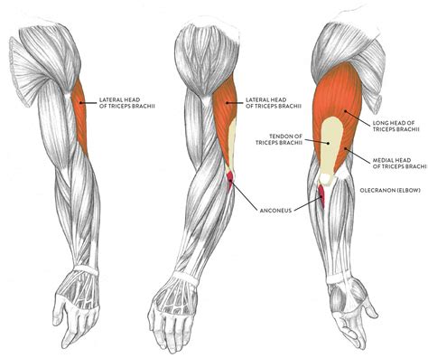 Human Arm Muscle Diagram Of Arm Muscles Upper Arm Muscles