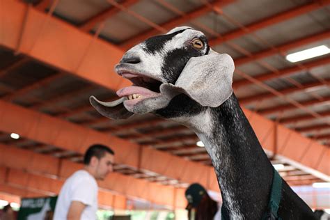 10 Goats Acting Really Weird