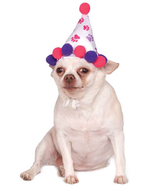 Girl Paw Print Pet Dog Cat Happy Birthday Pink Purple Party Hat Ebay
