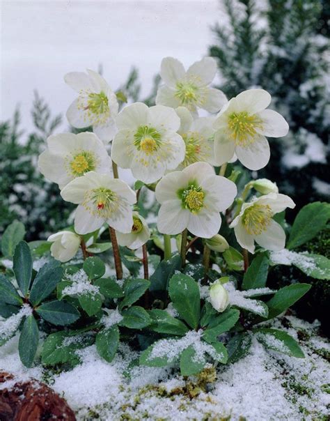 Top 10 Pretty Flowers And Shrubs For Winter Winter Flowers Garden