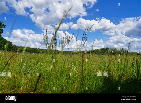 View Through Grass From Ground Stock Photo Alamy