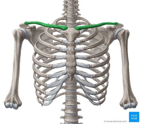 Bone Anatomy Of Ribs Sternum Ribs Clavicle Anterior View Stock
