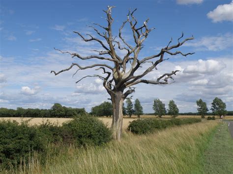Dead Tree In The Landscape Near Sawtry © Michael Trolove Geograph
