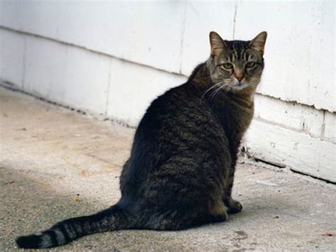 When you spot the curved question mark, try taking a break from. Tail Hair Loss in Cats - Pets