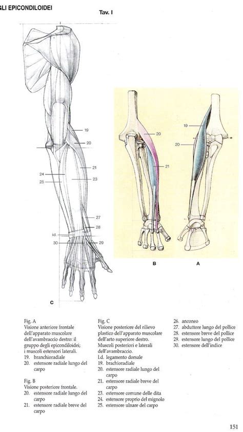 Character Design Collection Arms Anatomy Arm Anatomy Human Anatomy