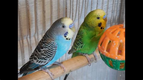 40 Minutes Budgies Parakeets Singing Chirping Reduce Stress Blood