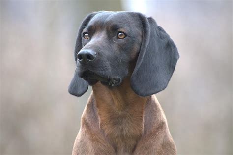 slovensky kopov dog breed origin behavior trainability