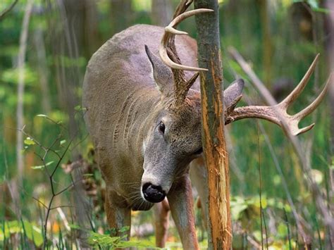 How To Hunt Whitetail Deer On A Staging Area Field And Stream